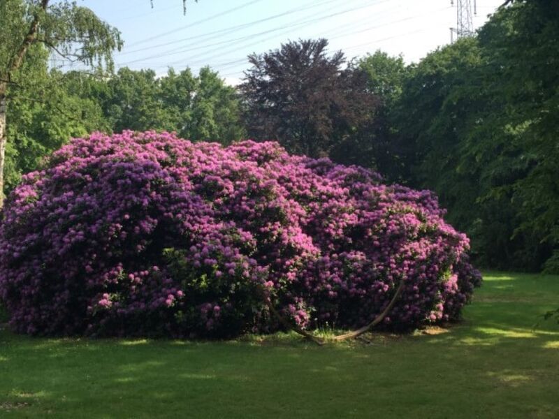Rhododendron