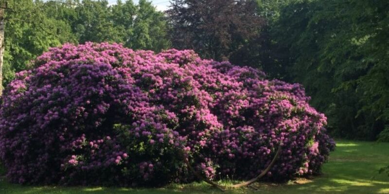 Rhododendron
