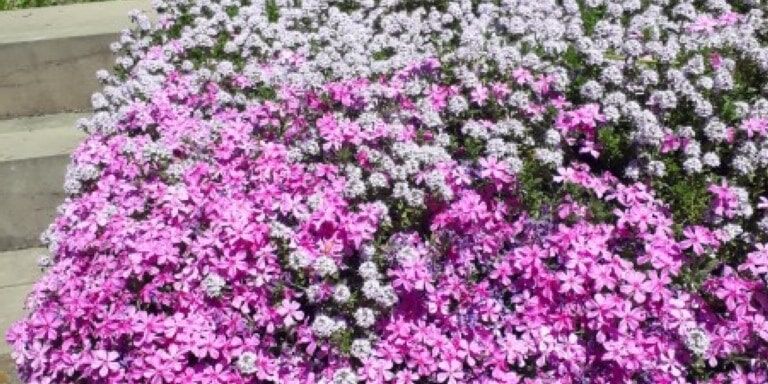 Phlox und Thymian blühen