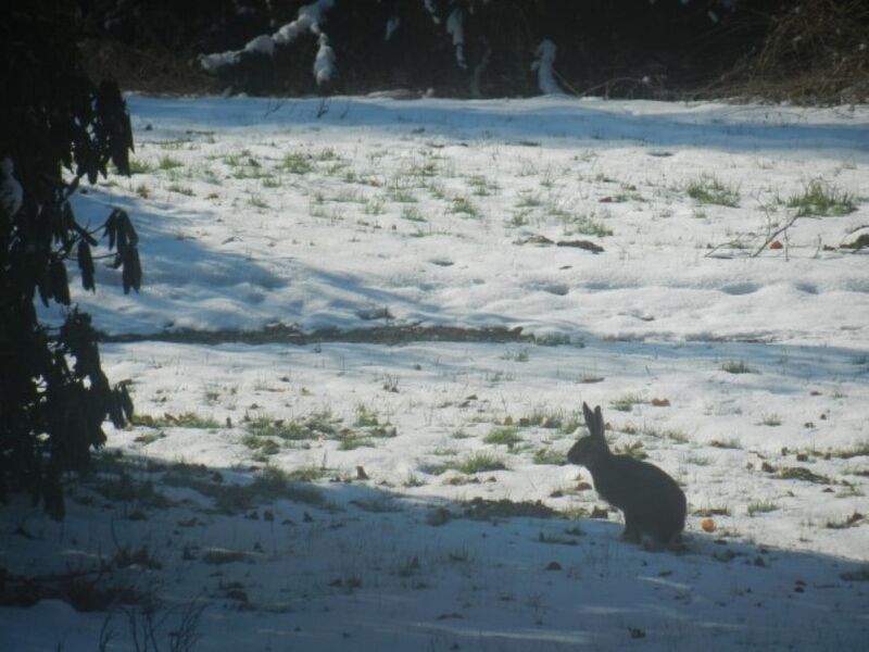 Regelmäßiger Besucher
